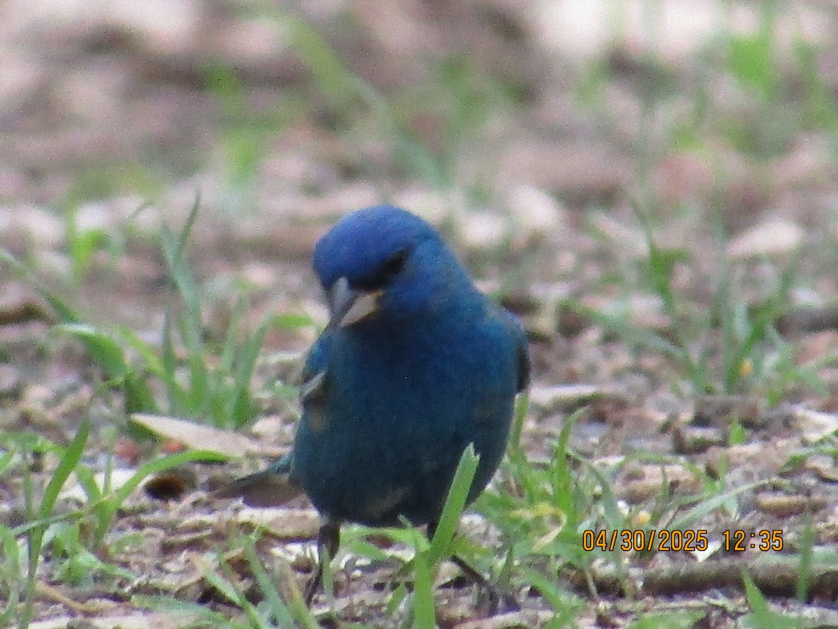 Indigo Bunting - ML634793523