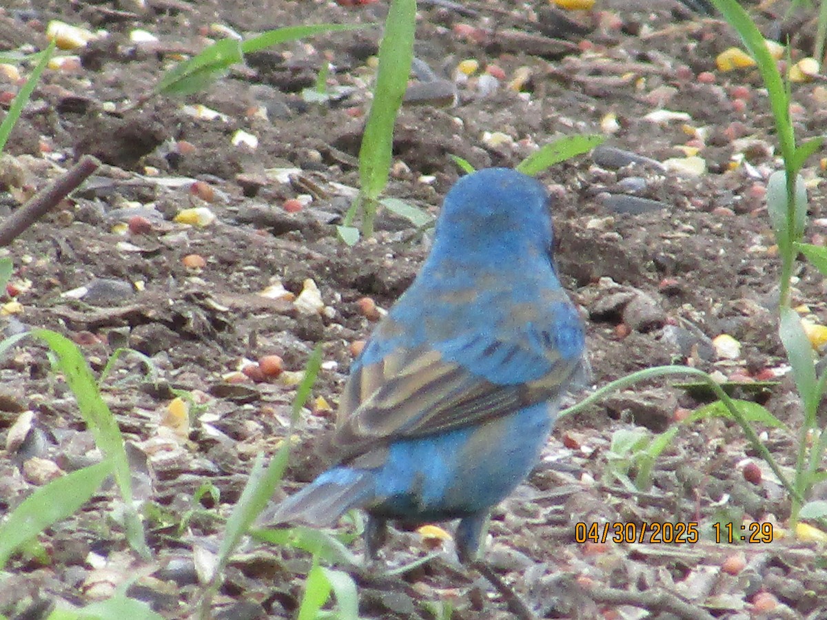 Indigo Bunting - ML634793534