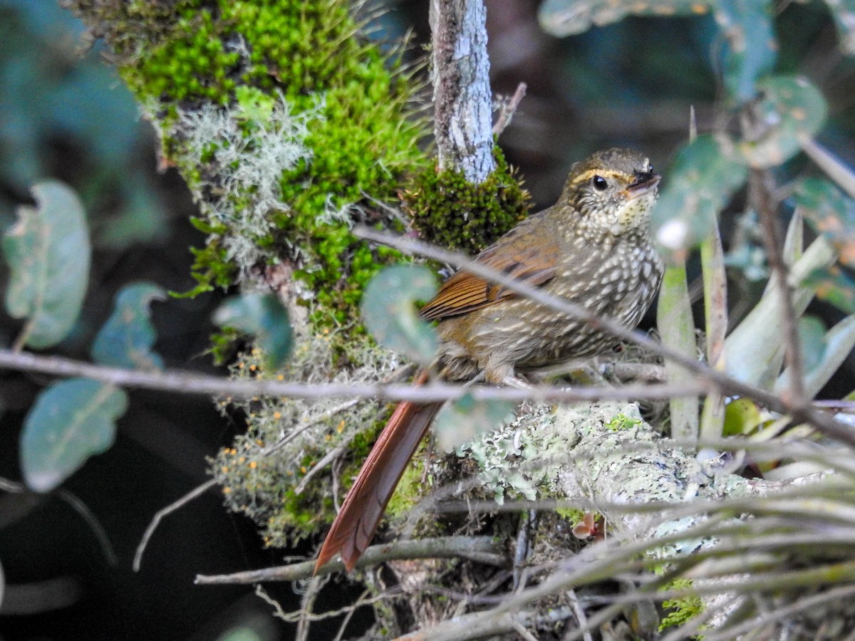 Buff-browed Foliage-gleaner - ML634793601