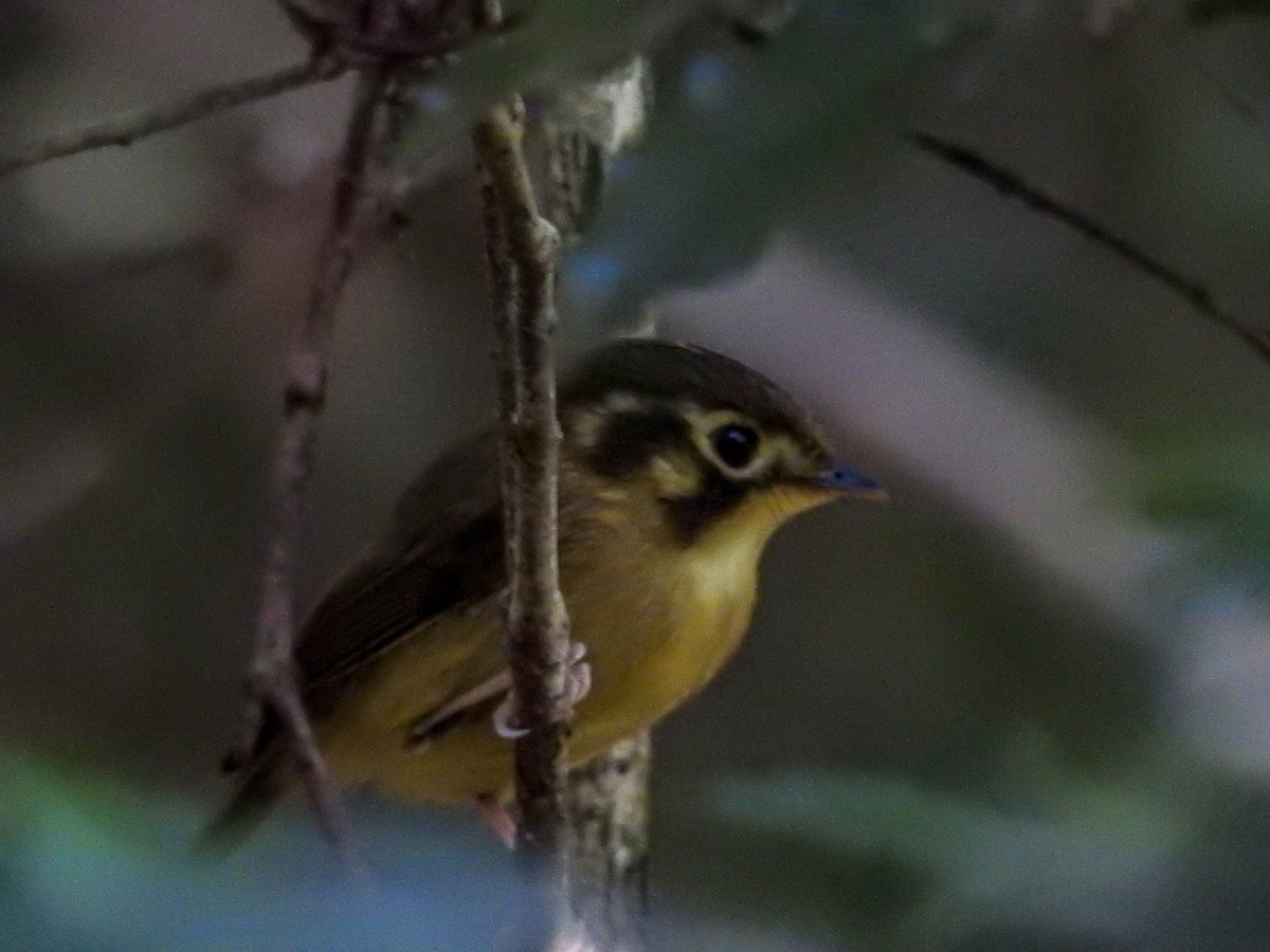 White-throated Spadebill - ML634793627