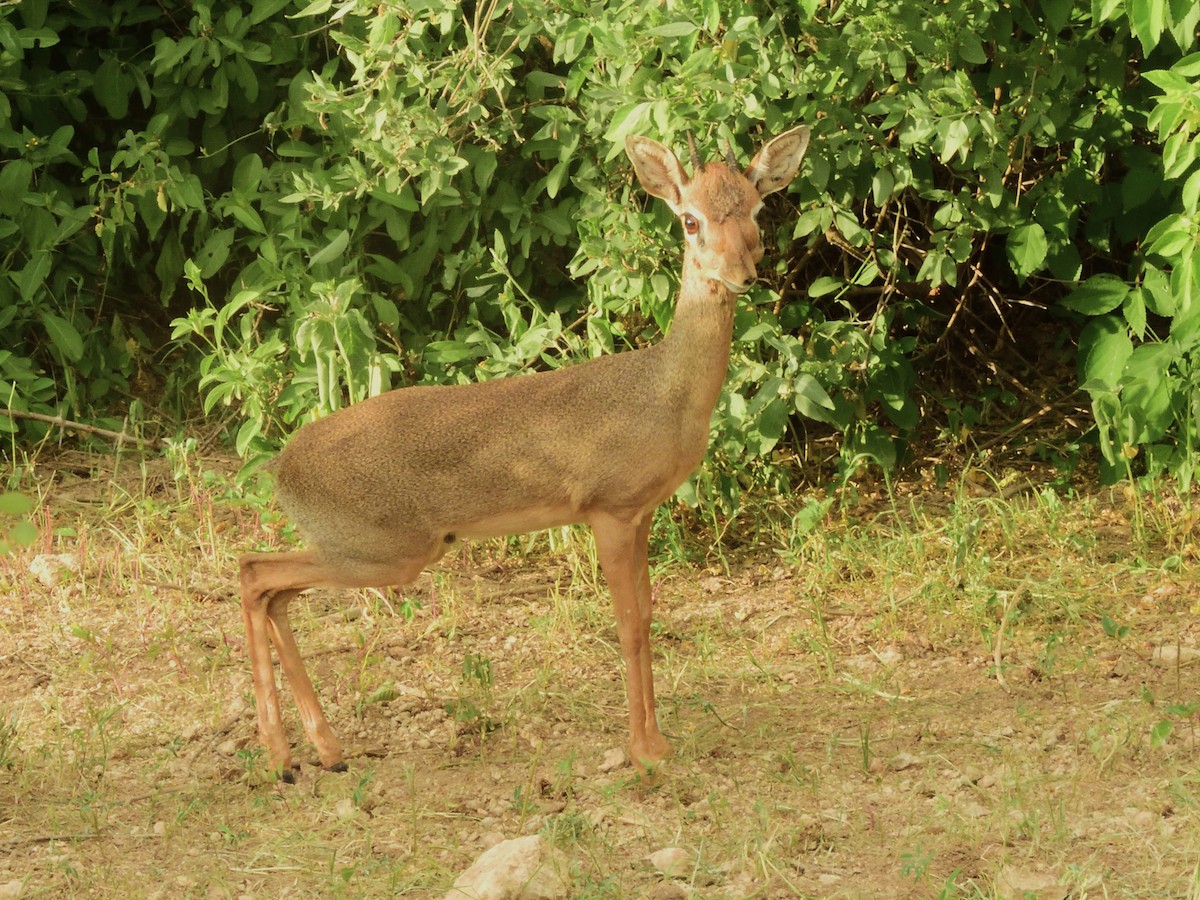 Kirk's Dik-dik - ML634793651