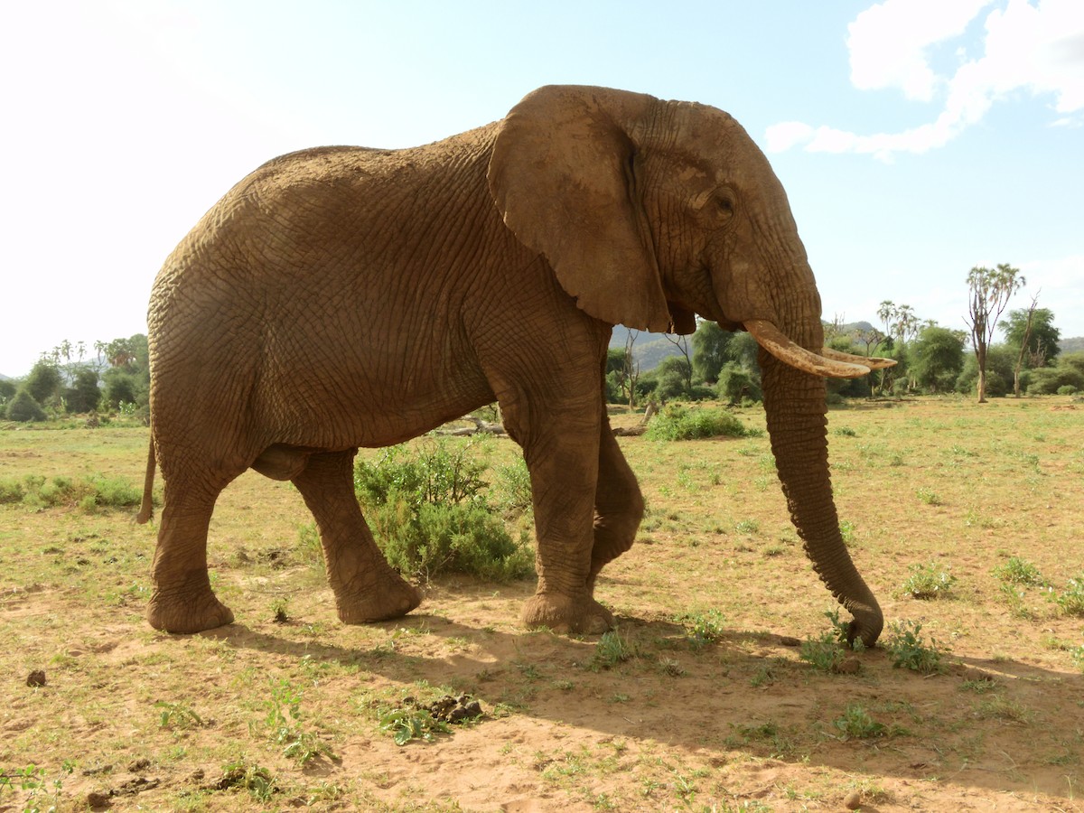 African Savanna Elephant - ML634793676