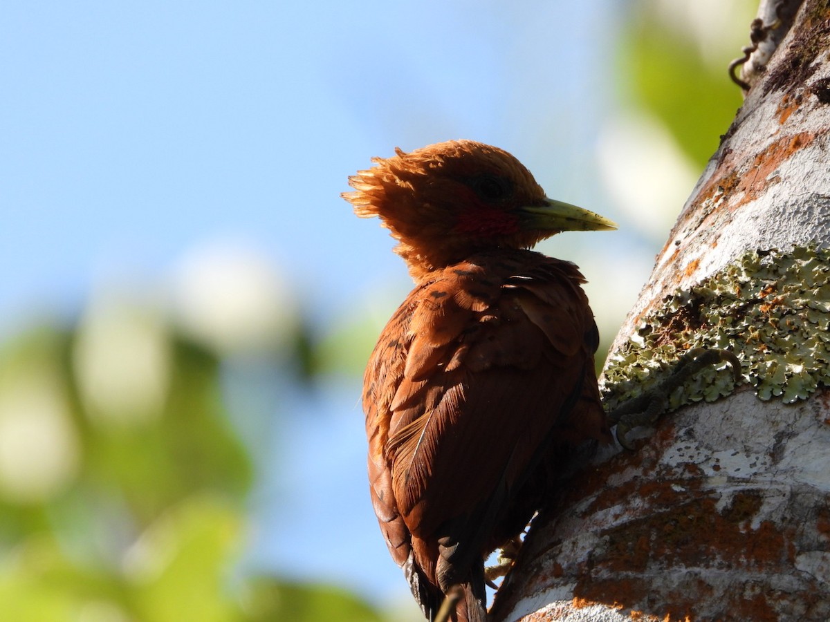 Chestnut-colored Woodpecker - ML634793702