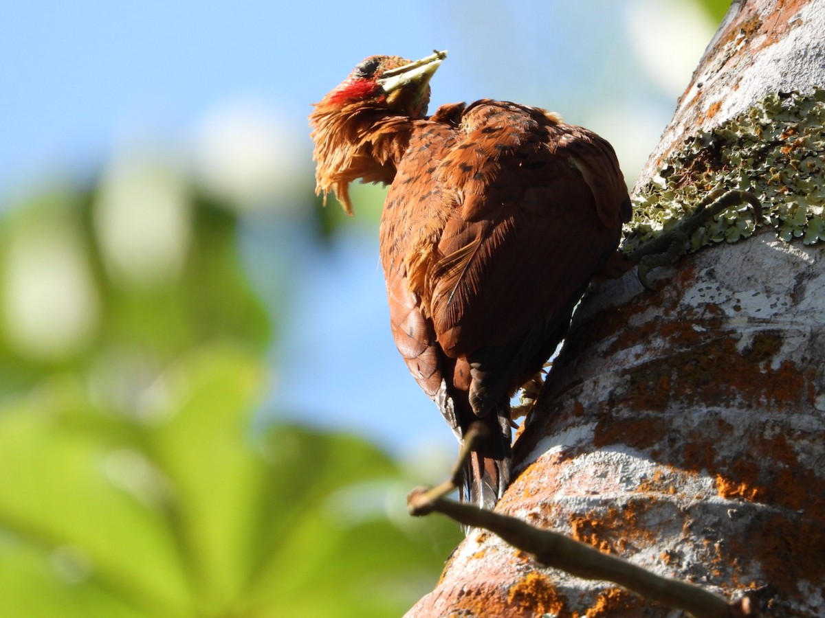 Chestnut-colored Woodpecker - ML634793703