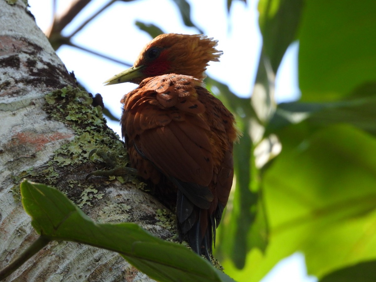 Chestnut-colored Woodpecker - ML634793704
