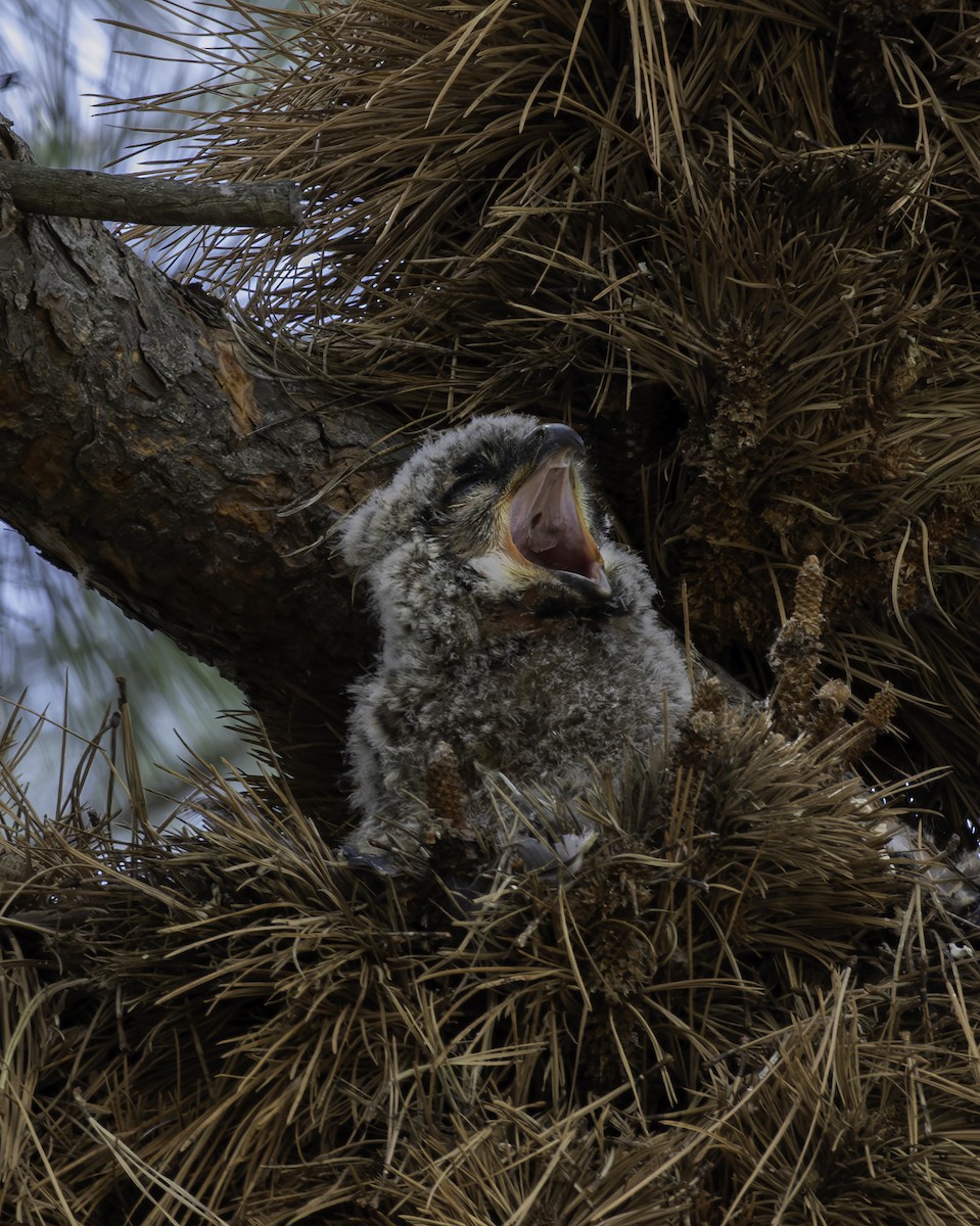 Great Horned Owl - ML634793795