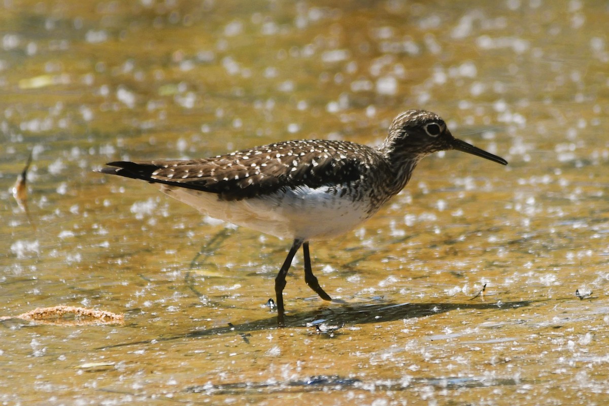 Solitary Sandpiper - ML634793810