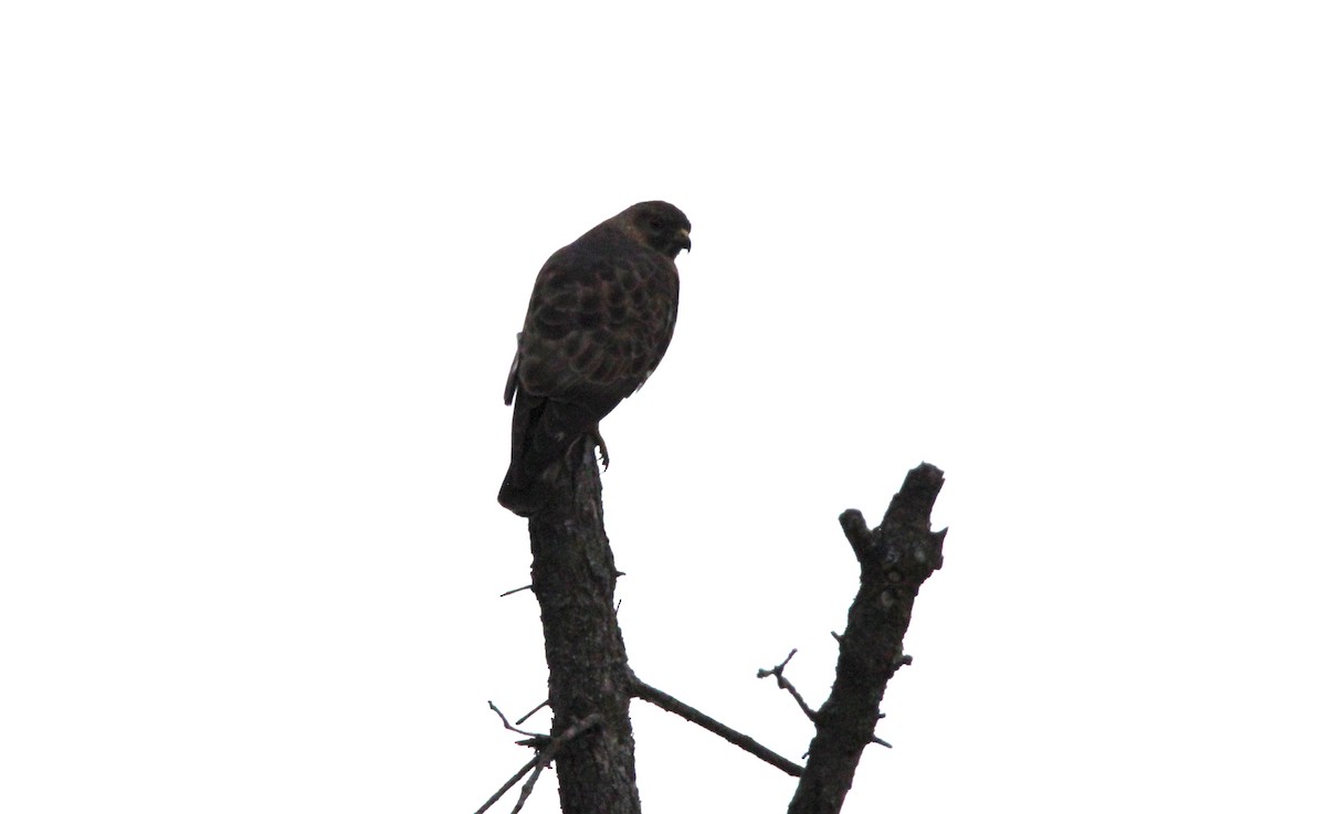 Broad-winged Hawk - ML634793811