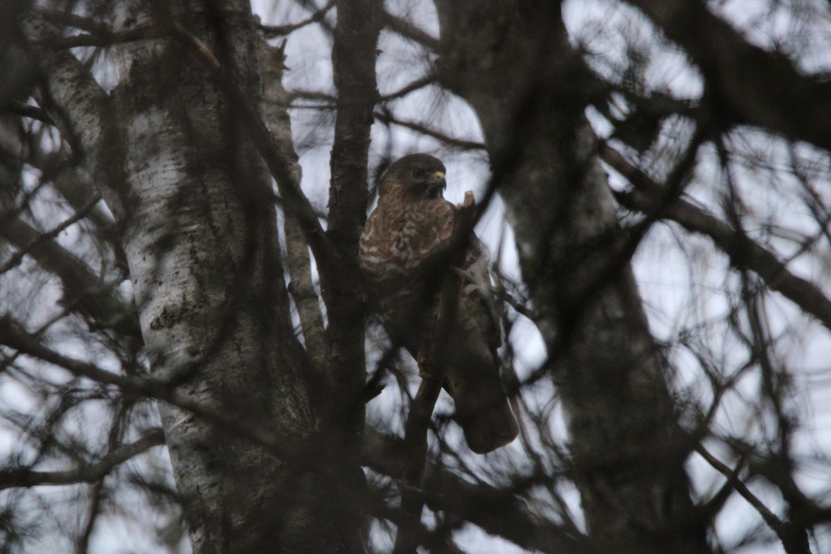 Broad-winged Hawk - ML634793812