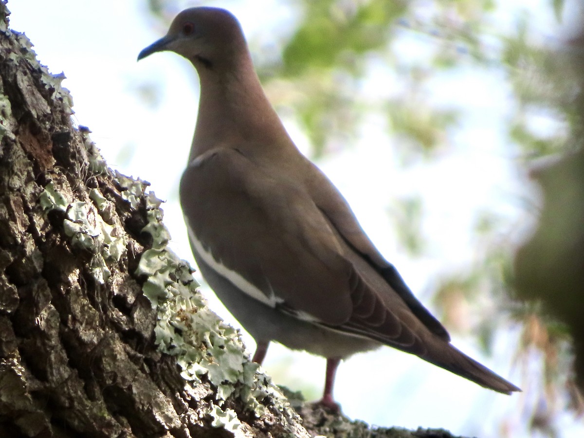White-winged Dove - ML634793814