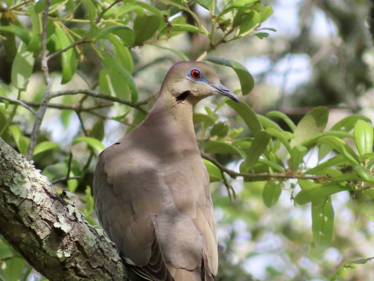 White-winged Dove - ML634793816