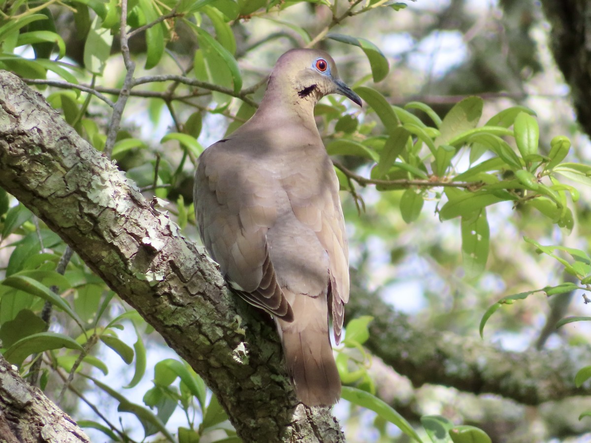 White-winged Dove - ML634793817