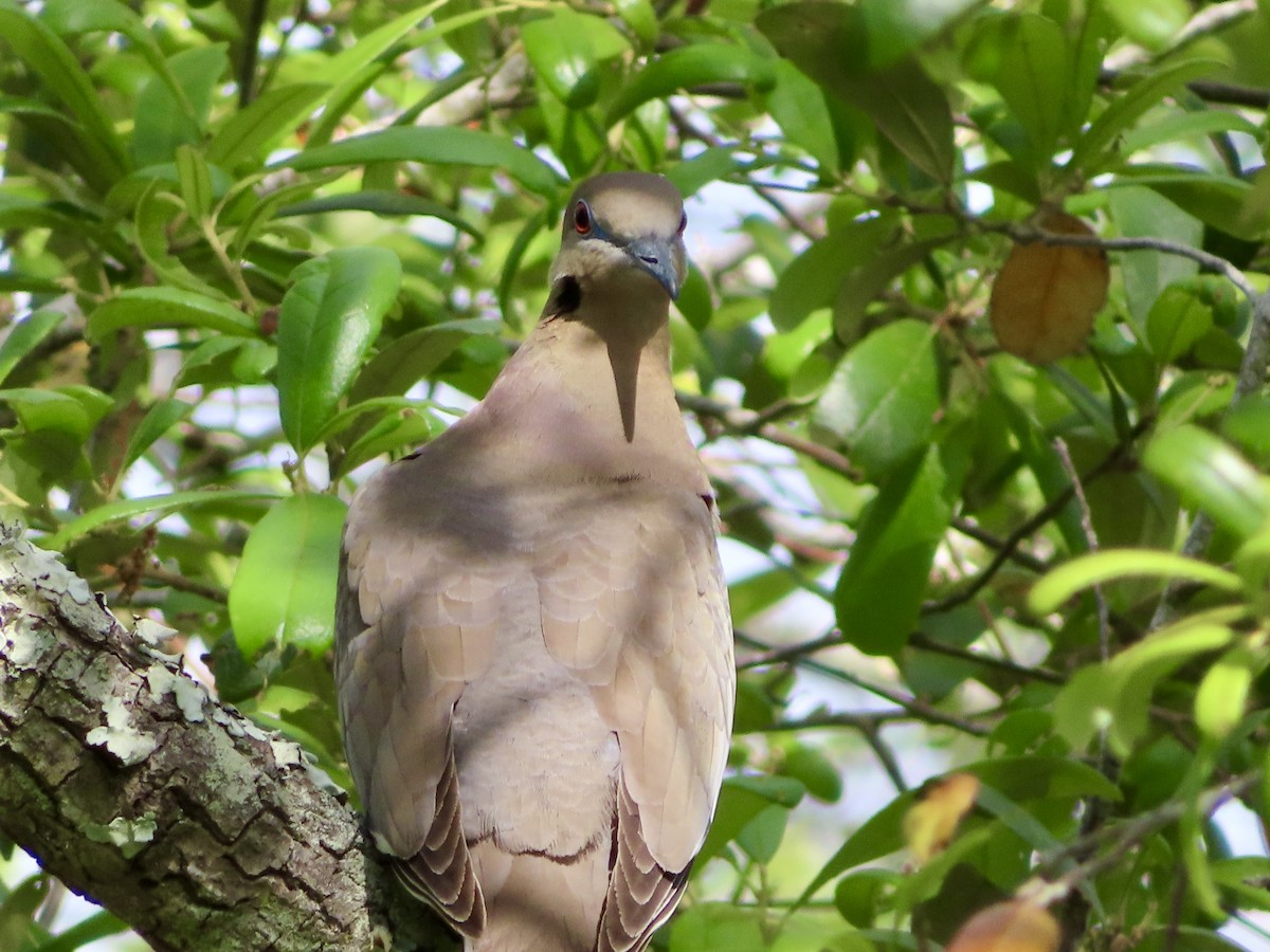 White-winged Dove - ML634793818