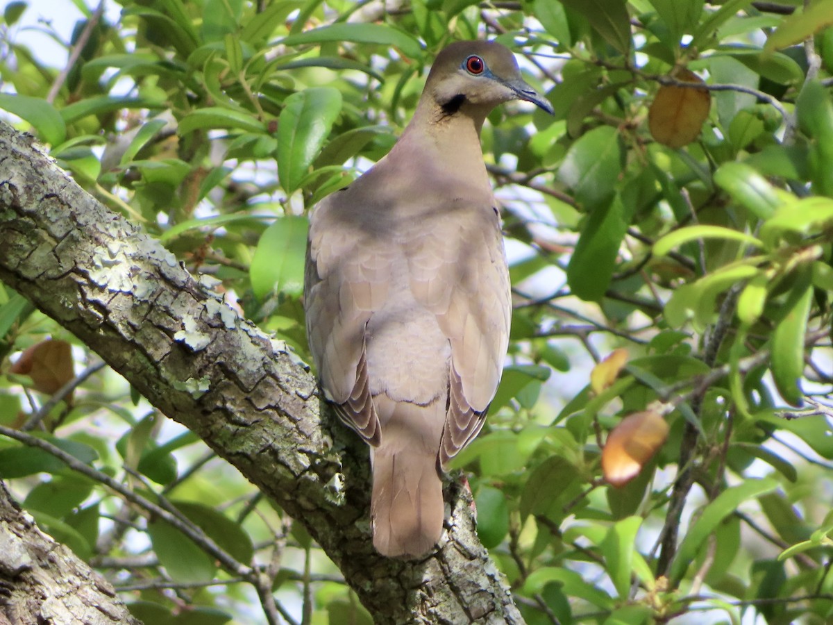 White-winged Dove - ML634793819