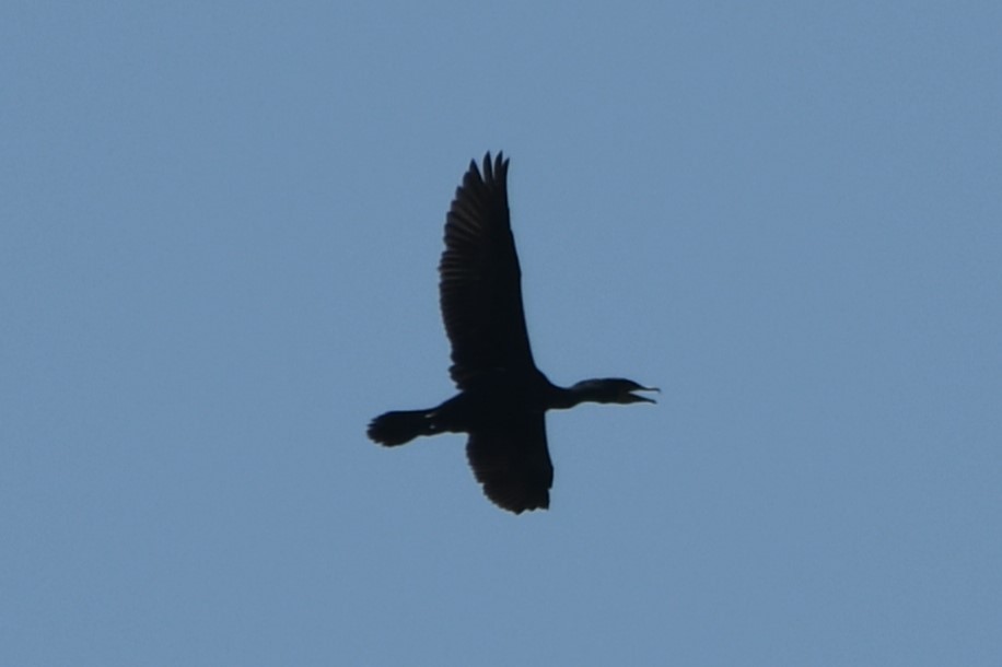 Double-crested Cormorant - ML634793893