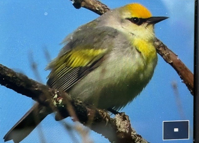 Brewster's Warbler (hybrid) - ML634793903