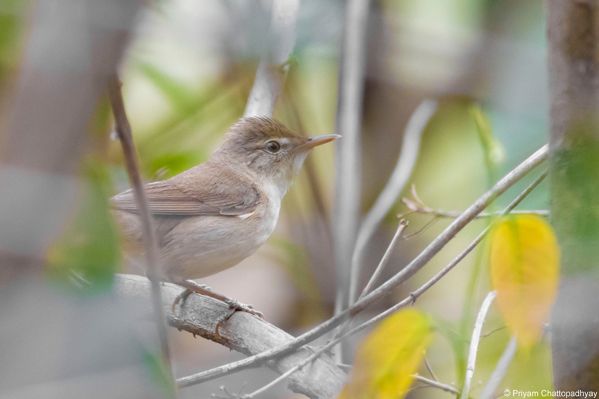 קנית פינית - ML634793917