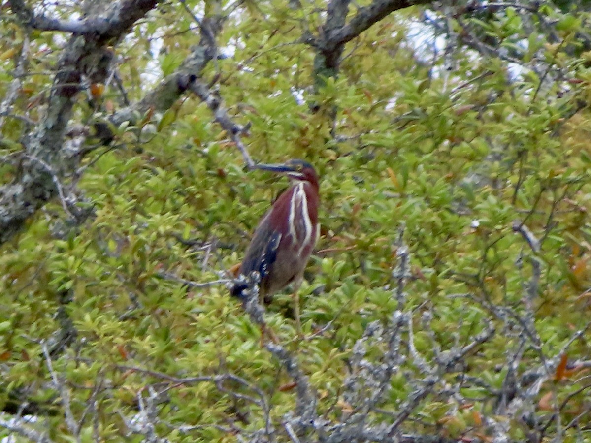 Green Heron - ML634793918