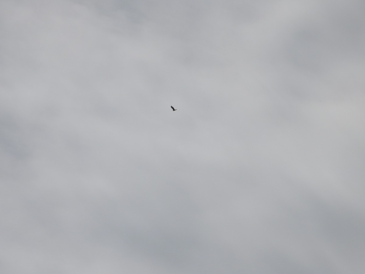 Aerospiza, Tachyspiza, Accipiter ou Astur sp. - ML634794038