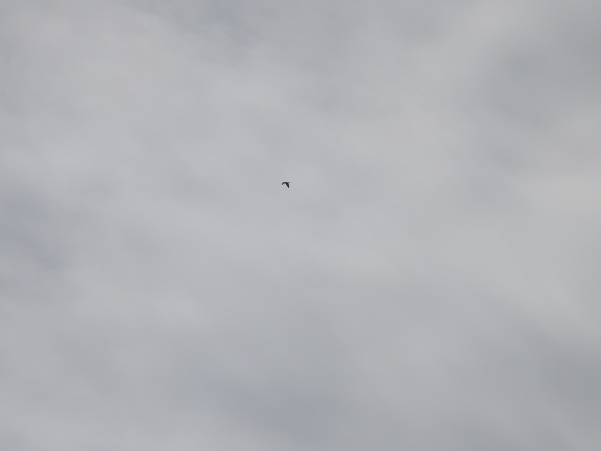 Aerospiza, Tachyspiza, Accipiter ou Astur sp. - ML634794039