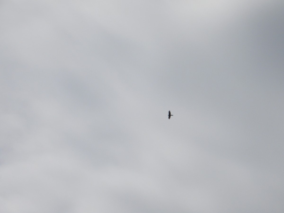 Aerospiza, Tachyspiza, Accipiter ou Astur sp. - ML634794041