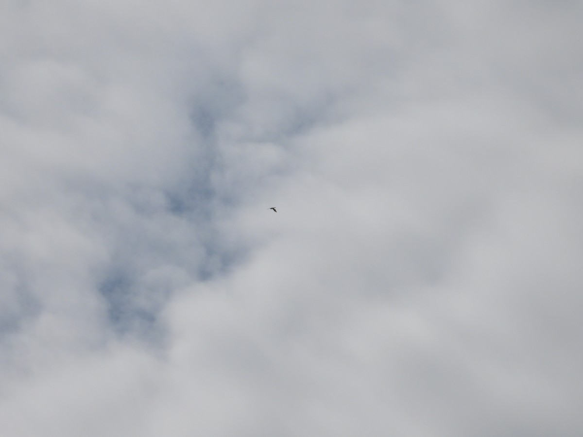 Aerospiza, Tachyspiza, Accipiter ou Astur sp. - ML634794042