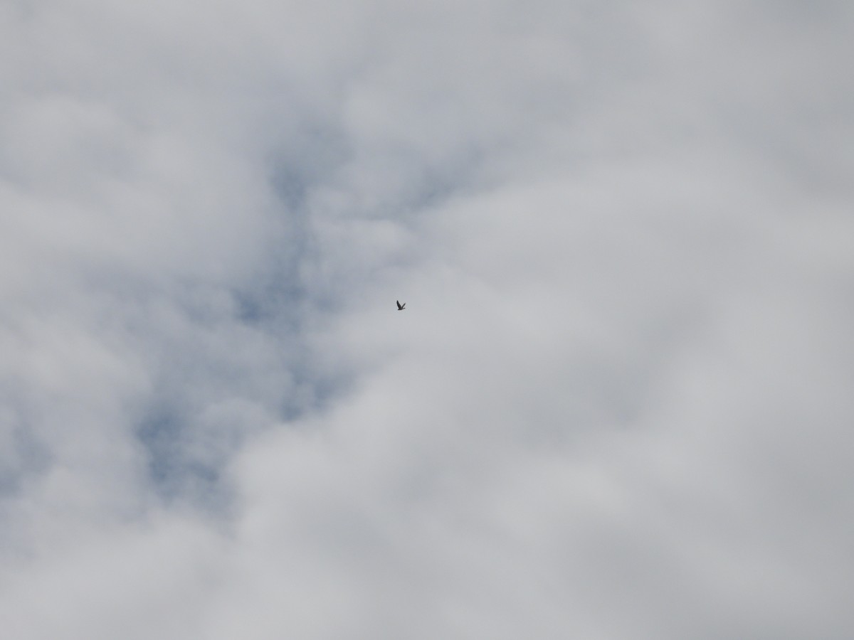Aerospiza, Tachyspiza, Accipiter ou Astur sp. - ML634794043