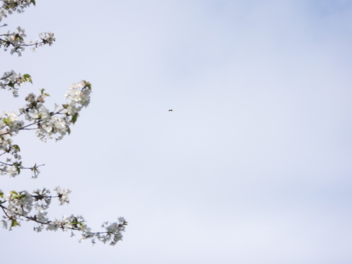 Aerospiza, Tachyspiza, Accipiter ou Astur sp. - ML634794044