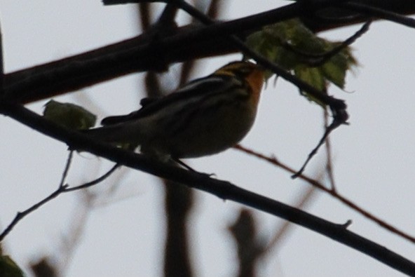 Blackburnian Warbler - ML634794098