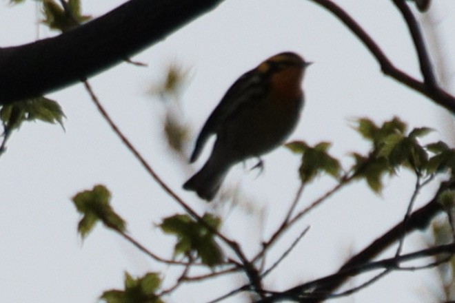 Blackburnian Warbler - ML634794099