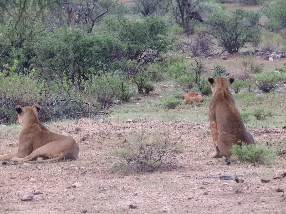 Southern Lion - ML634794170