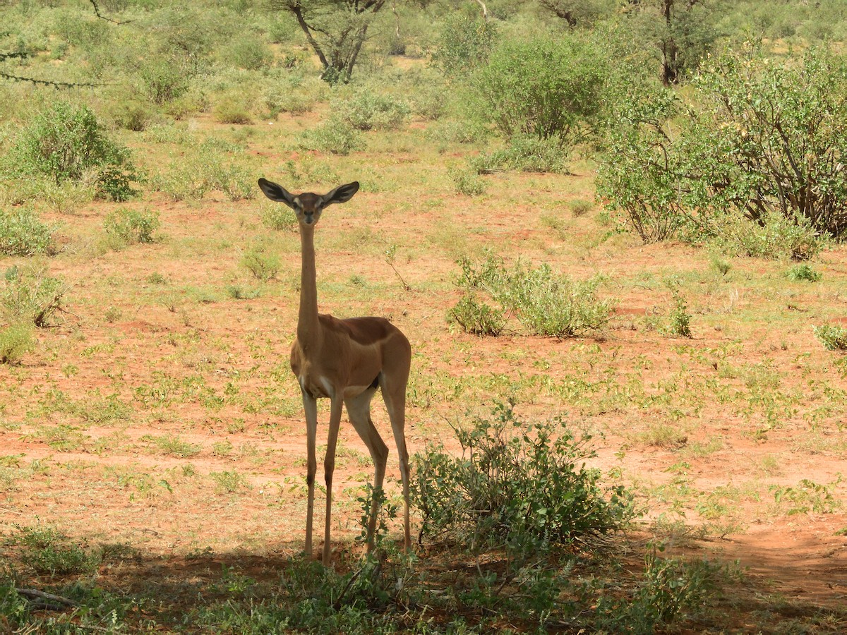 Gerenuk - ML634794171
