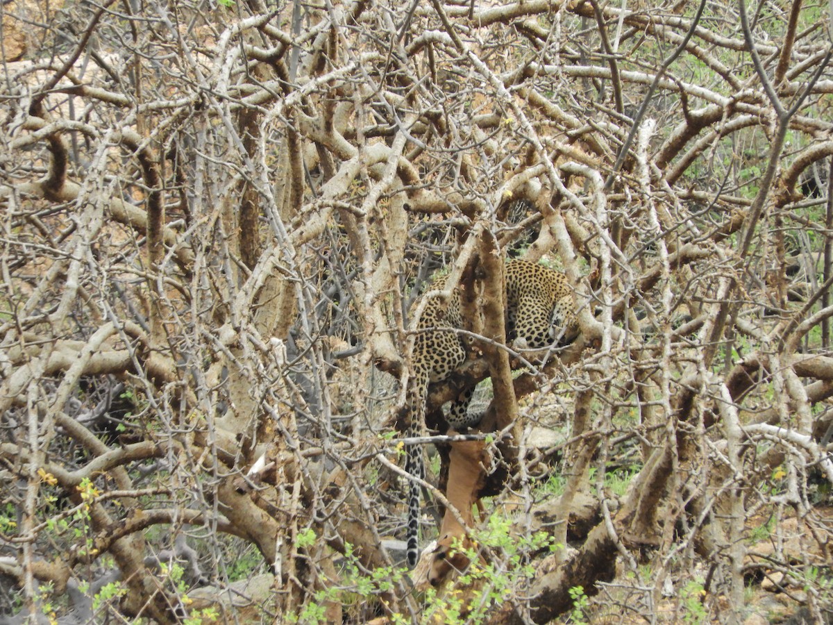 African Leopard - ML634794183