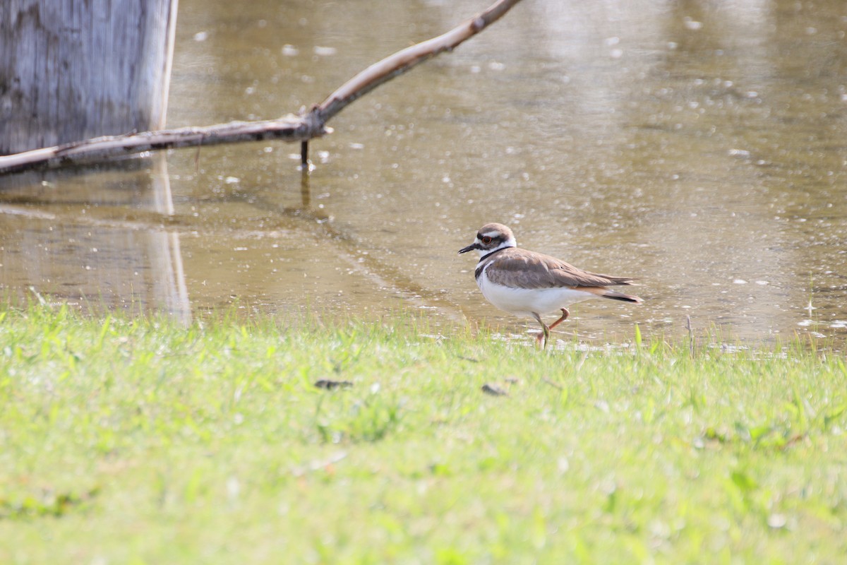 Killdeer - ML634794305