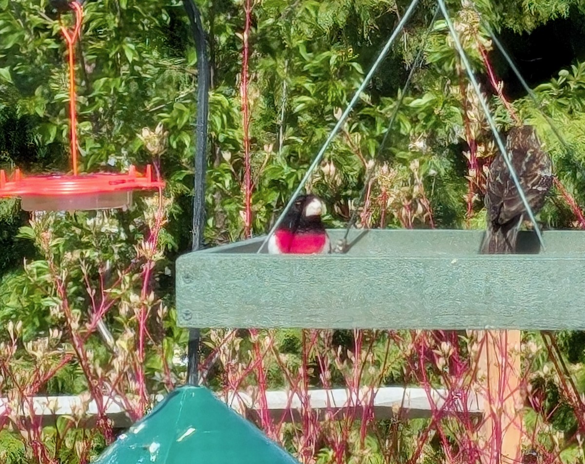 גבתאי ורוד-חזה - ML634794315