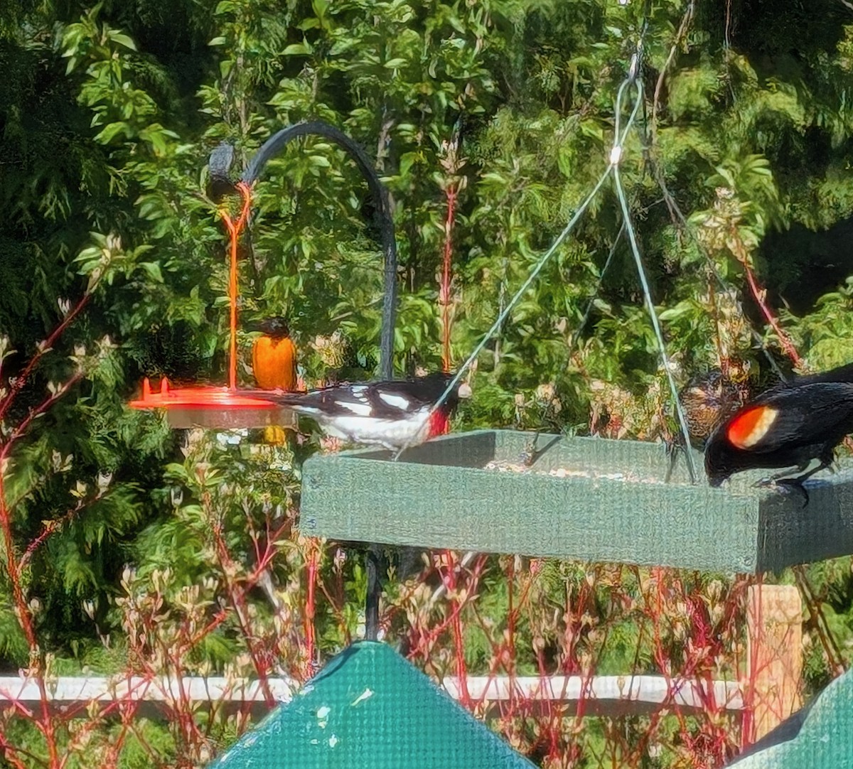 גבתאי ורוד-חזה - ML634794316