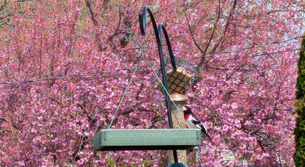 גבתאי ורוד-חזה - ML634794317