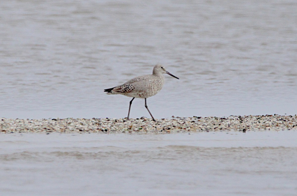Willet - ML634794375