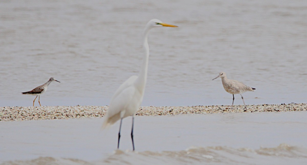 Willet - ML634794376