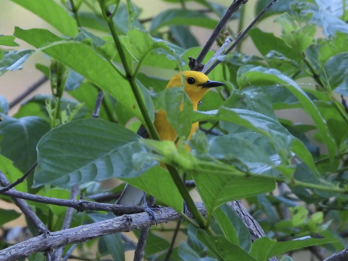 Prothonotary Warbler - ML634794410