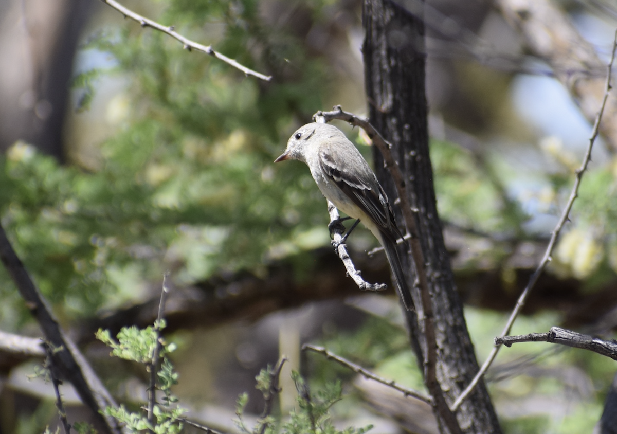 Gray Flycatcher - ML634794430