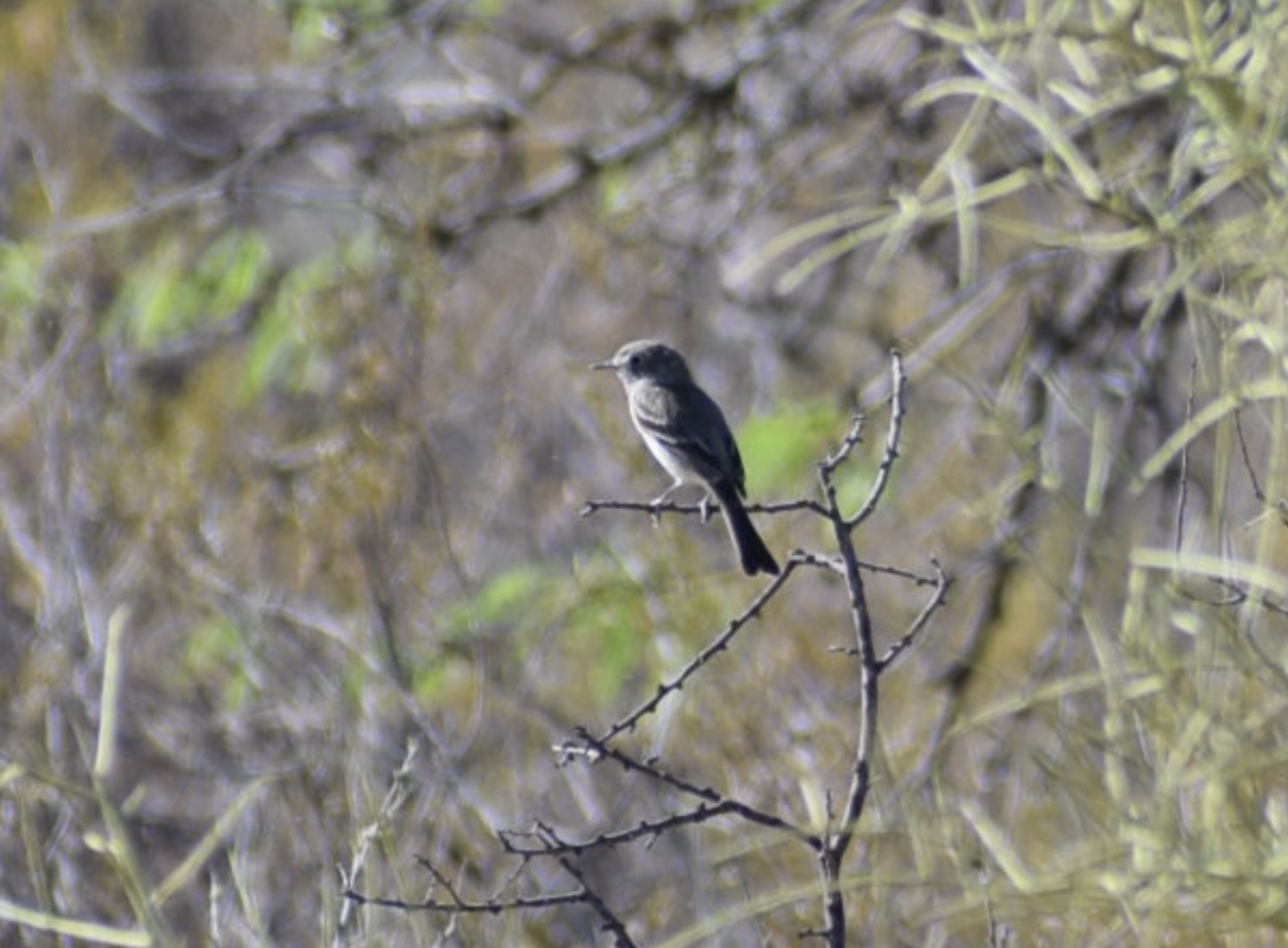 Gray Flycatcher - ML634794432