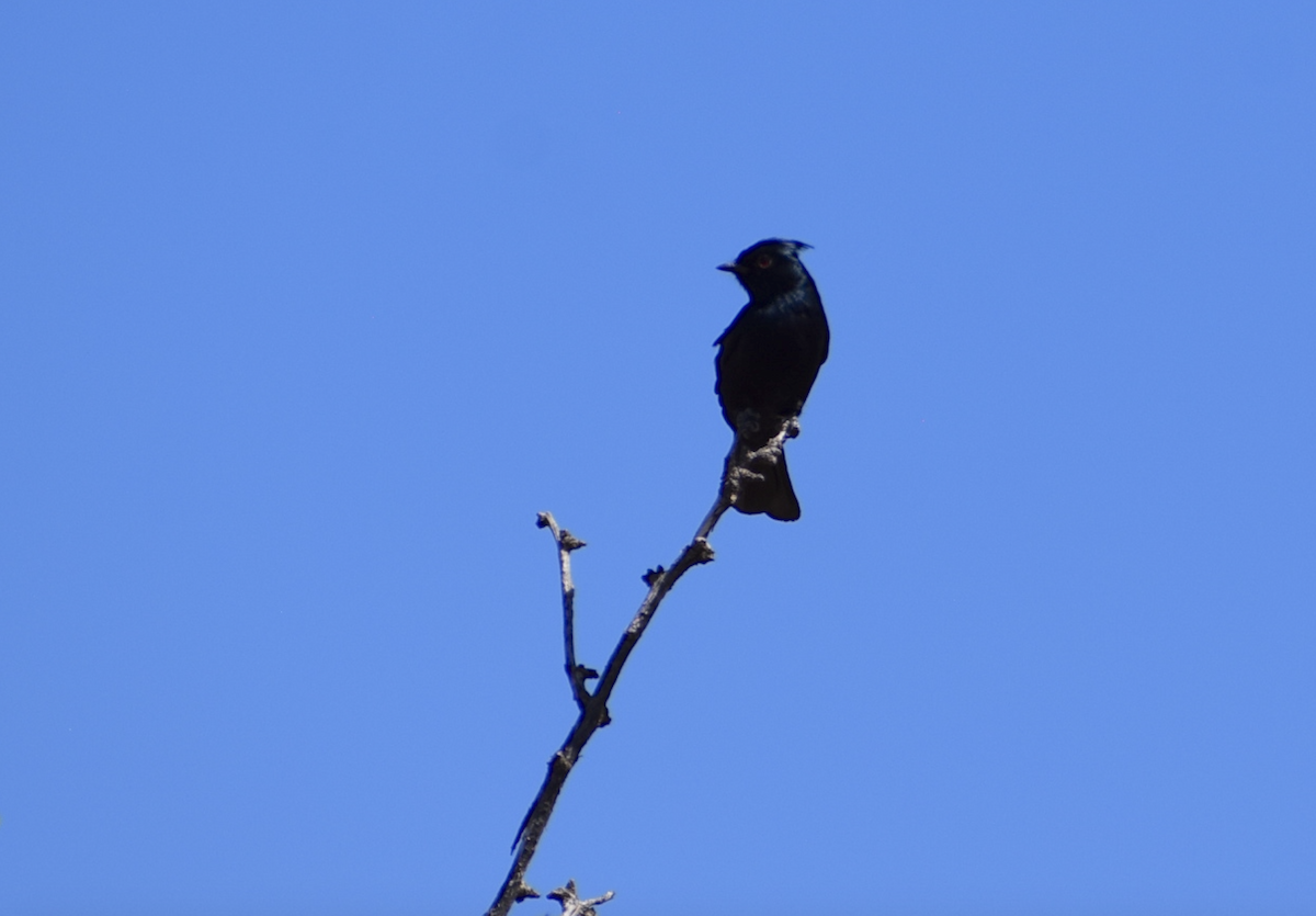 Phainopepla - ML634794443