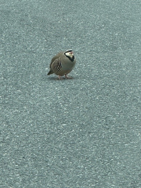 Chukar - ML634794475
