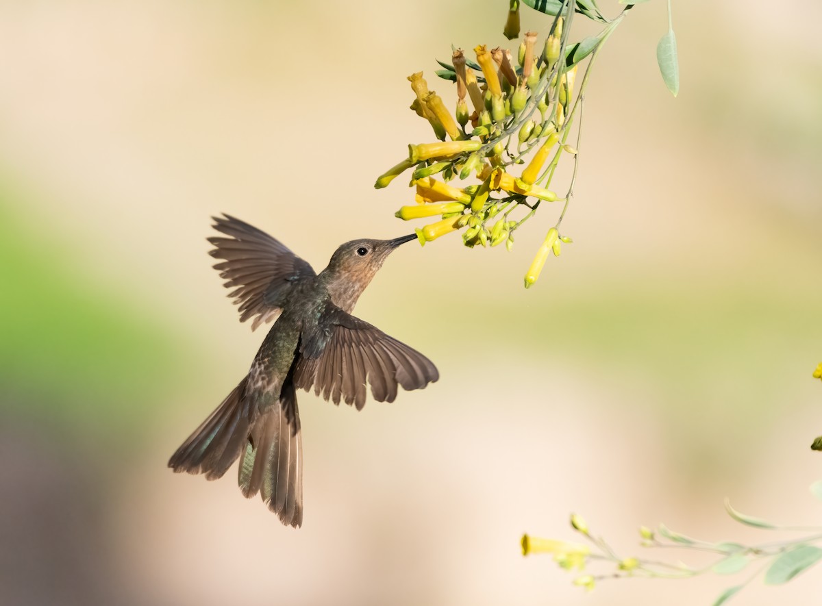 Koca Kolibri - ML634794493