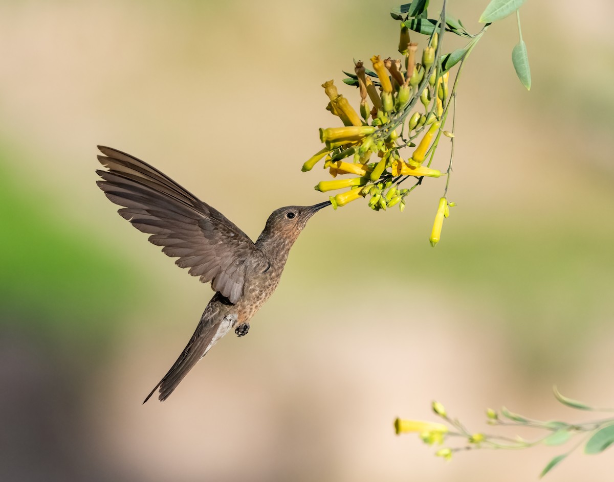 Koca Kolibri - ML634794494