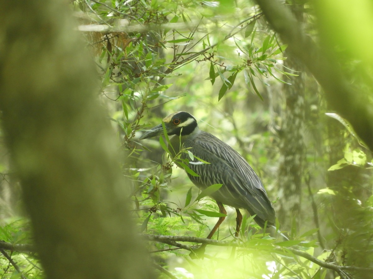 Yellow-crowned Night Heron - ML634794498