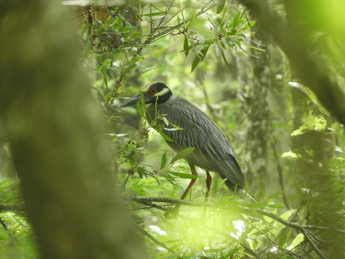 Yellow-crowned Night Heron - ML634794499