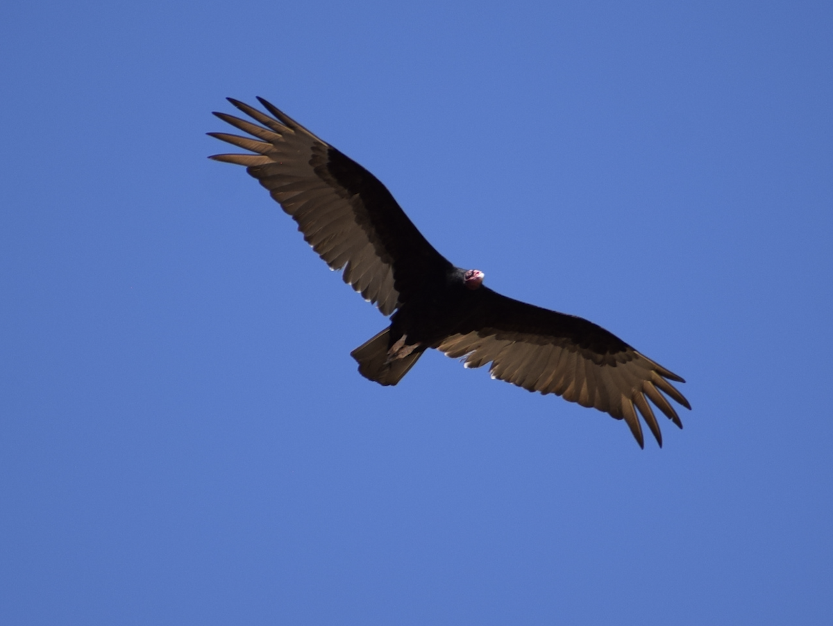 Turkey Vulture - ML634794502