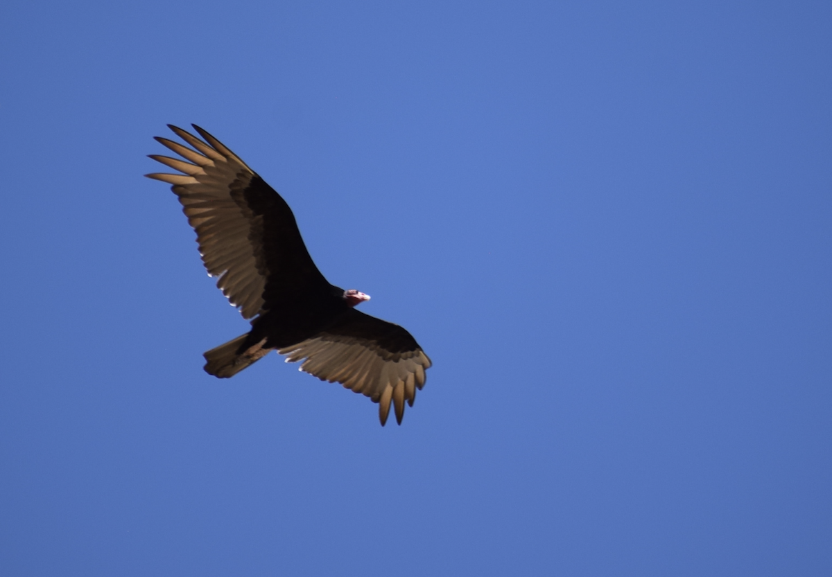 Turkey Vulture - ML634794503
